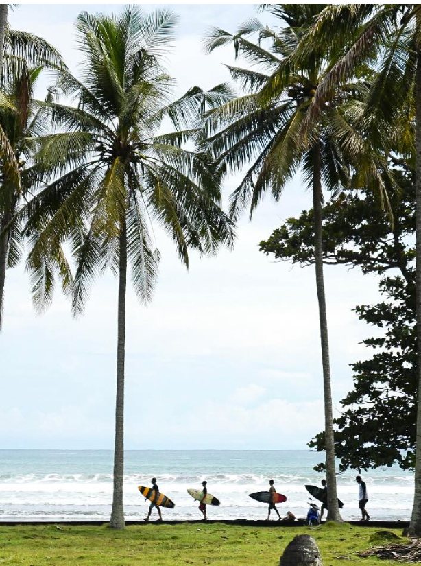 Surfers walking along a palm-lined beach carrying surfboards.