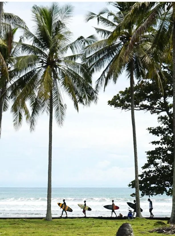 Surfers walking along a palm-lined beach carrying surfboards.